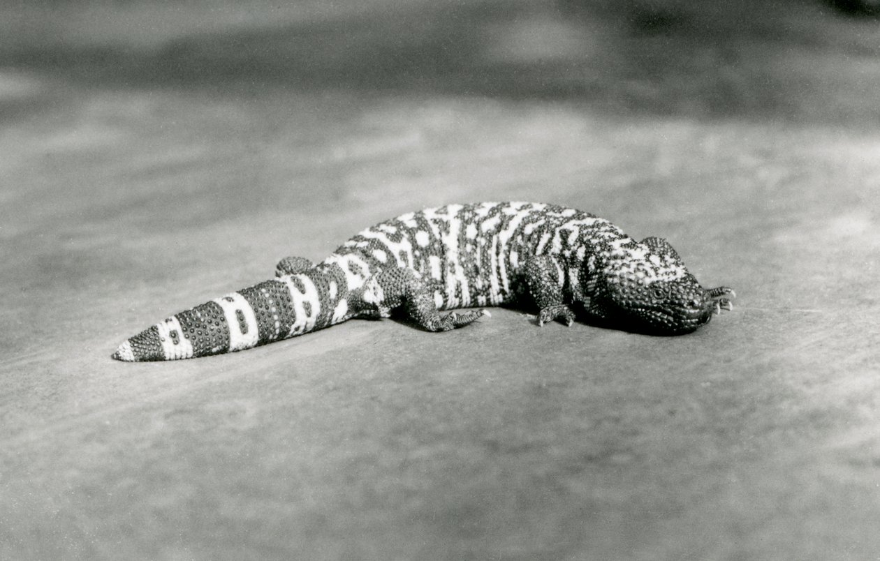 Ett gilamonster i London Zoo, september 1923 (svart foto) av Frederick William Bond