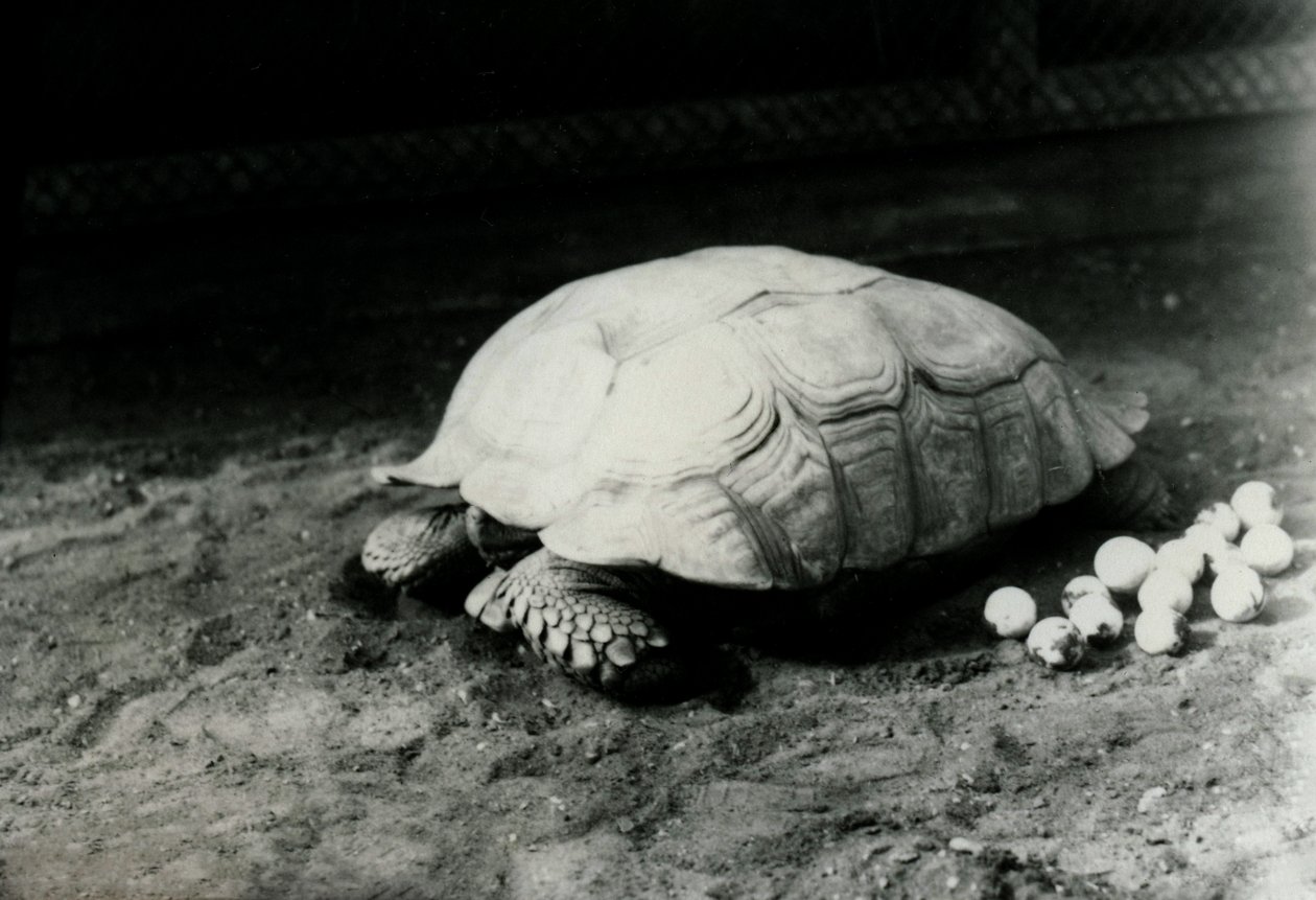 En räfflad eller afrikansk sporrad sköldpadda med sina ägg på London Zoo, juli 1922 av Frederick William Bond