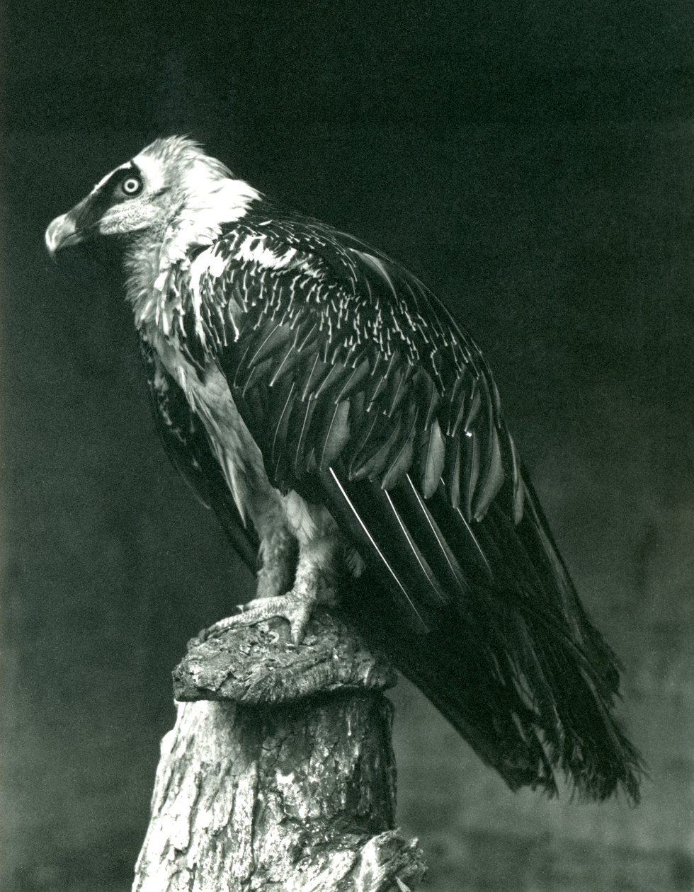 En Lammergier, eller skägggam, på London Zoo juni 1914 av Frederick William Bond