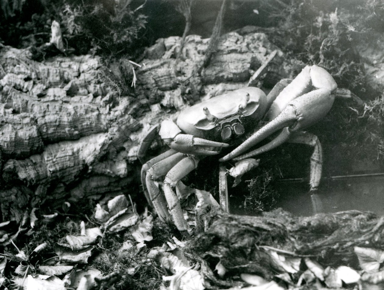 En landkrabba på London Zoo, maj 1922 av Frederick William Bond
