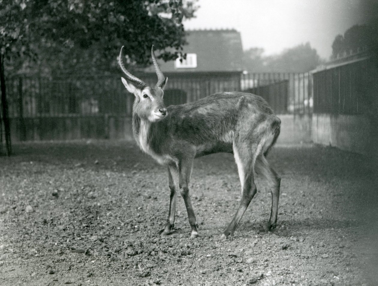 A Lechwe på London Zoo, september 1921 av Frederick William Bond