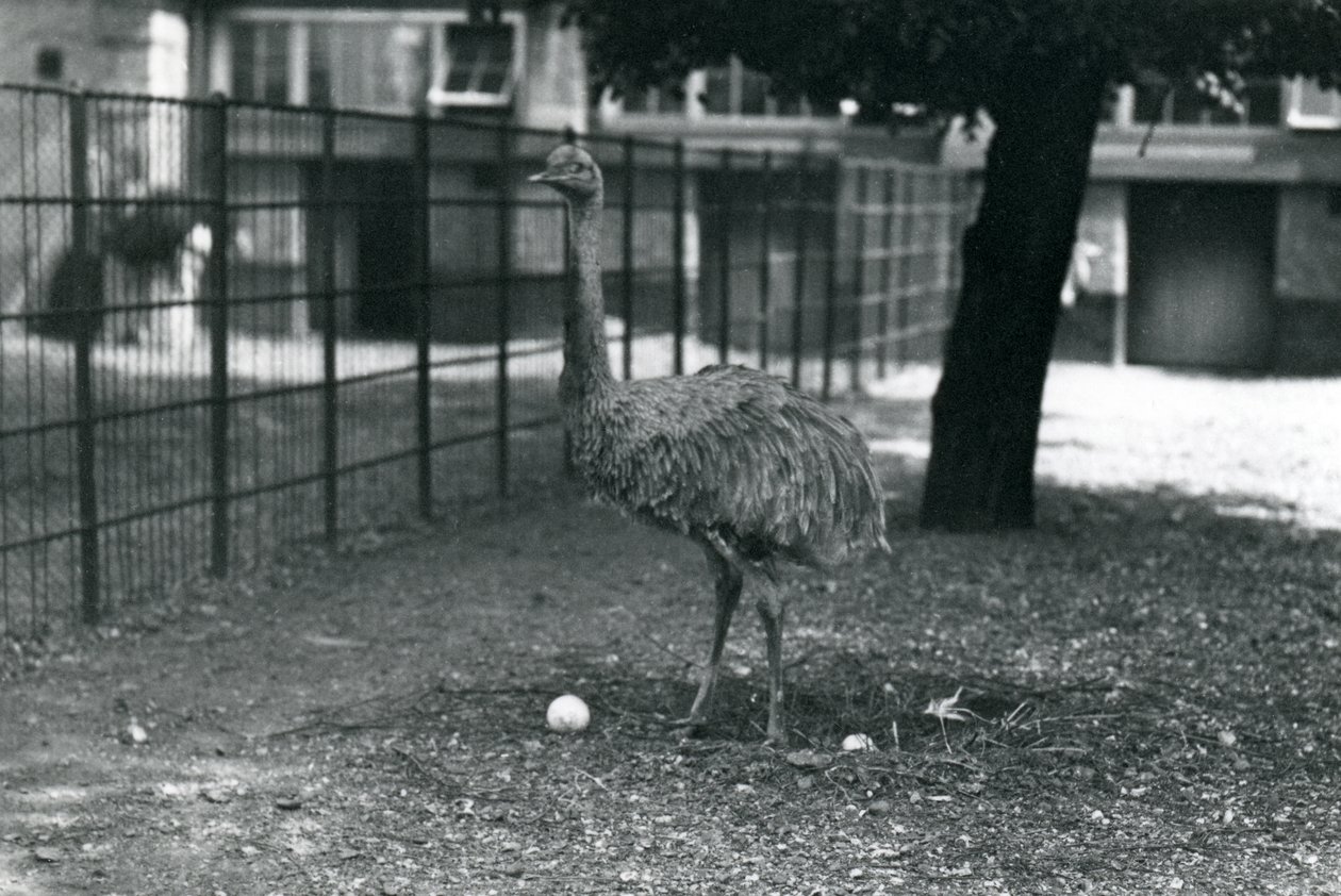 En Lesser eller Darwins Rhea som står i sitt bo med två ägg, London Zoo, maj 1914 av Frederick William Bond