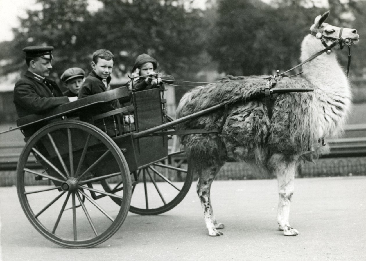 En tur i lamavagn med djurskötare och barn i London Zoo, maj 1914. av Frederick William Bond