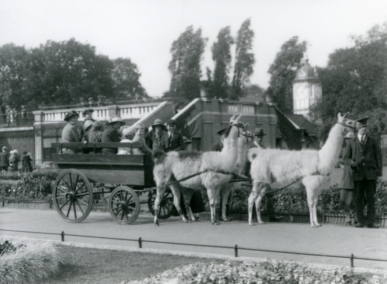 En tur med en lamakärra för besökare med tre lamor som leds av djurskötare, London Zoo, augusti 1923 (svartvitt foto). av Frederick William Bond