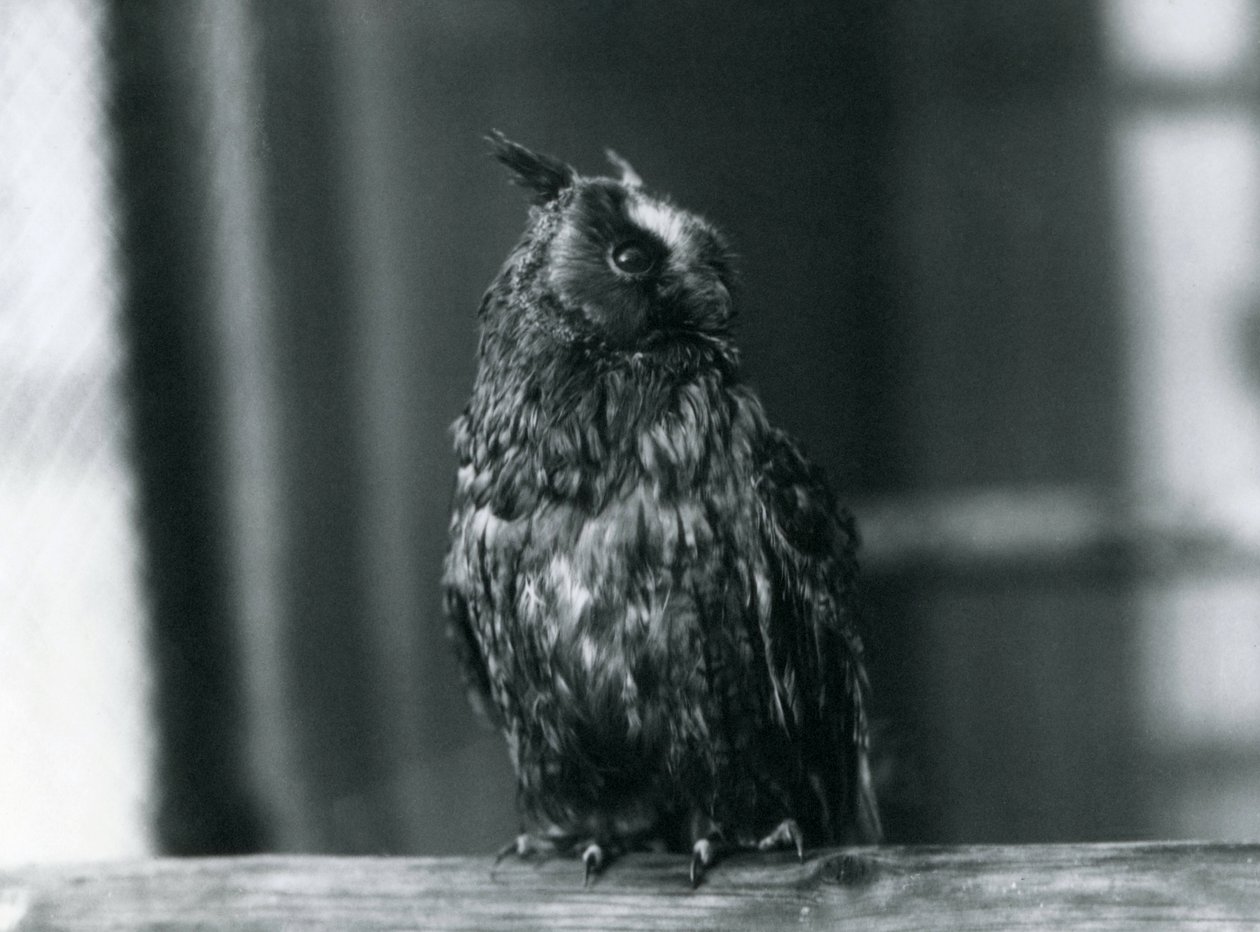 En långörad uggla på London Zoo, januari 1922 av Frederick William Bond