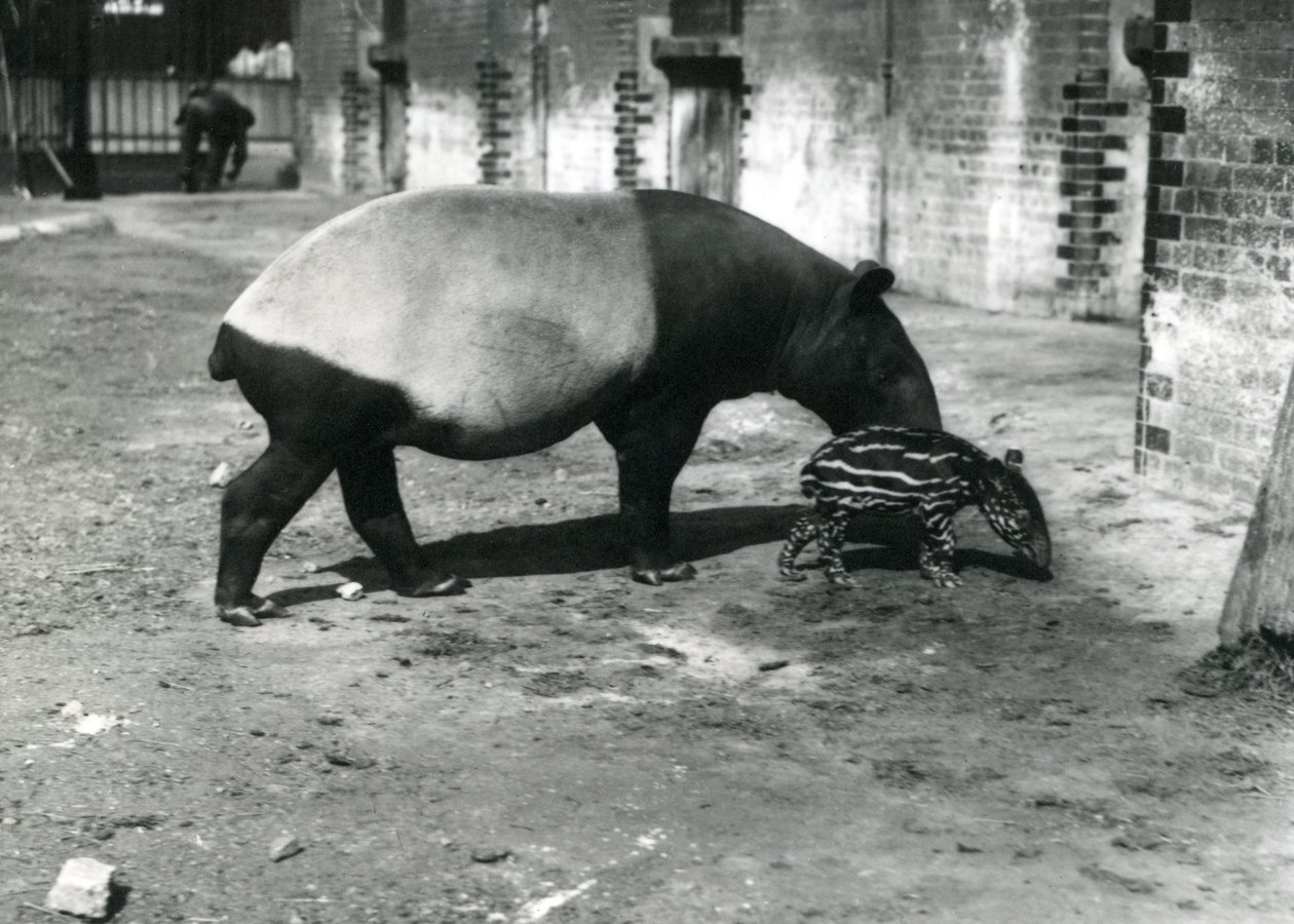 En malaysisk tapir med sin 4 dagar gamla baby på London Zoo, juli 1921 av Frederick William Bond