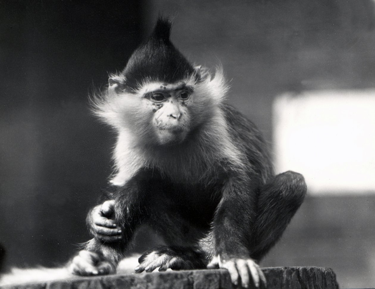 En Mangabey-apa, fräknar, på ZSL London Zoo, från juli 1925 av Frederick William Bond