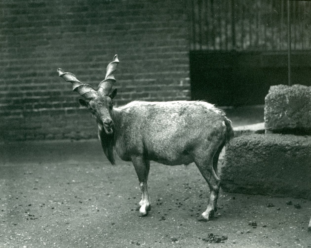 En Markhor på London Zoo, juni 1914 av Frederick William Bond
