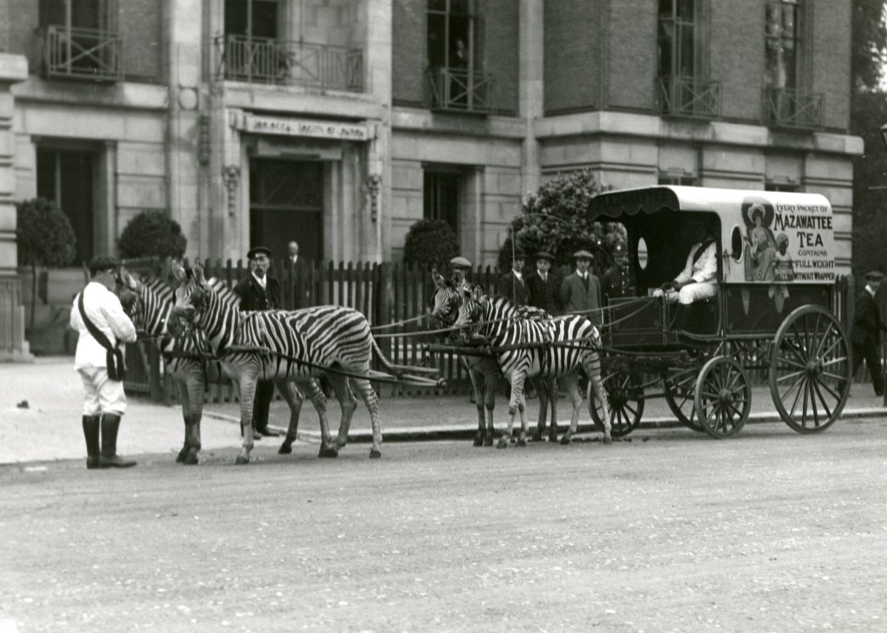 En Mazawattee Tea Cart, ritad av ett team av zebror, utanför Zoological Society of Londons kontor i Regent