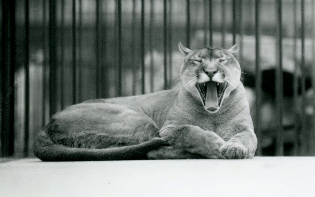 Ett bergslejon som gäspar på London Zoo, 1928 av Frederick William Bond