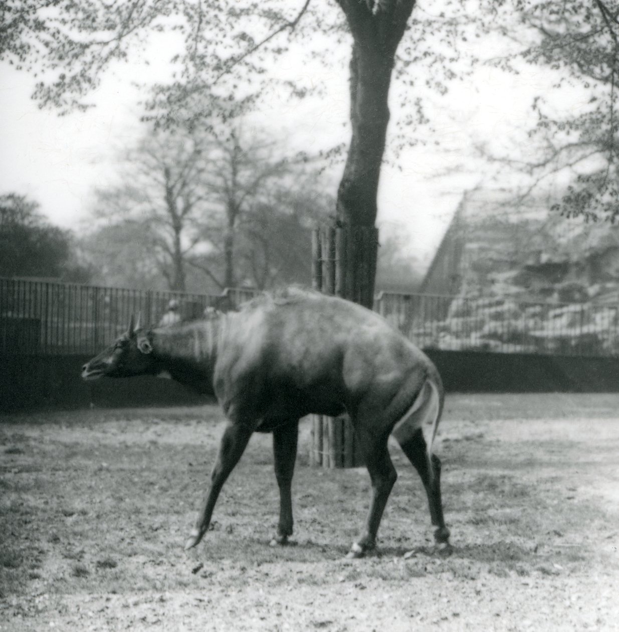 En nilgai eller asiatisk antilop på London Zoo, april 1923 (svart foto) av Frederick William Bond