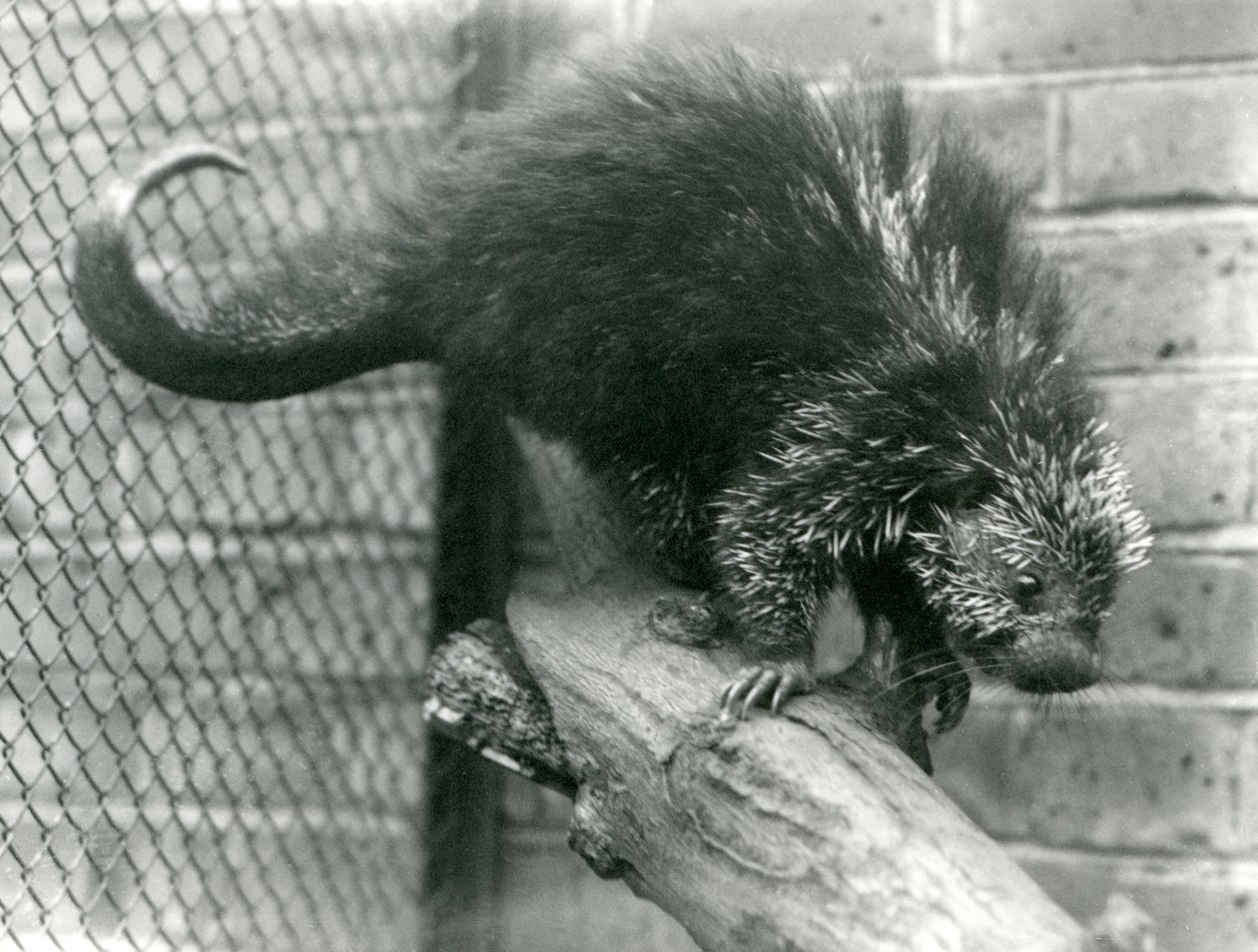 Ett nordamerikanskt piggsvin på en gren i sitt hägn i London Zoo 1923 (svartvitt foto). av Frederick William Bond