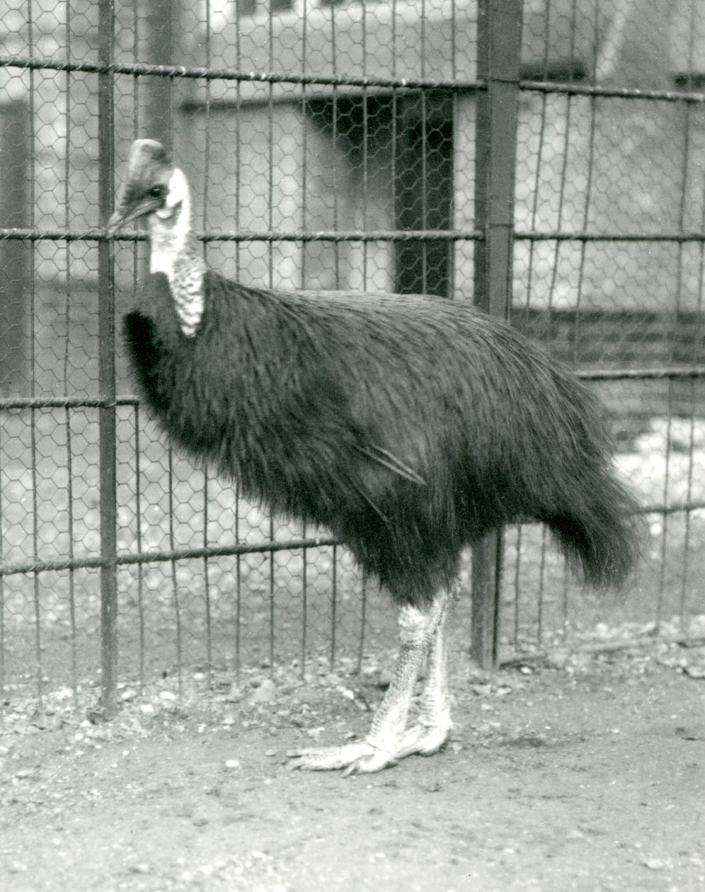En nordlig kasuari i London Zoo, oktober 1914 av Frederick William Bond