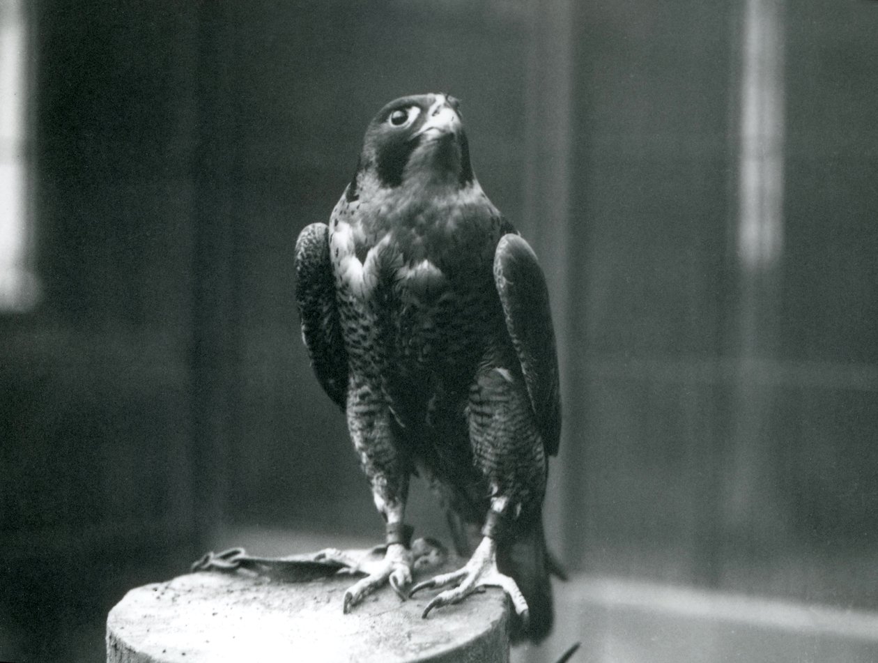 En pilgrimsfalk i London Zoo, januari 1922 av Frederick William Bond