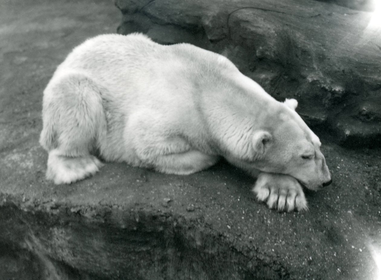 En isbjörn vilar med huvudet på tass på London Zoo, oktober 1920 av Frederick William Bond