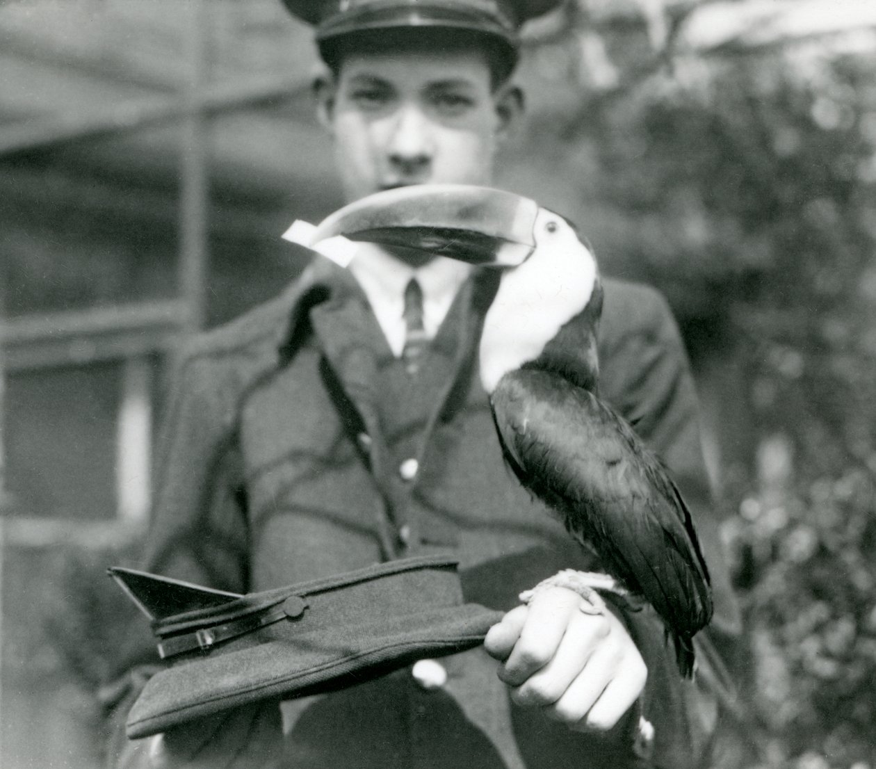 En rödnäbbad tukan drar en biljett från en hatt som hålls av C. Hersey (svart foto). av Frederick William Bond