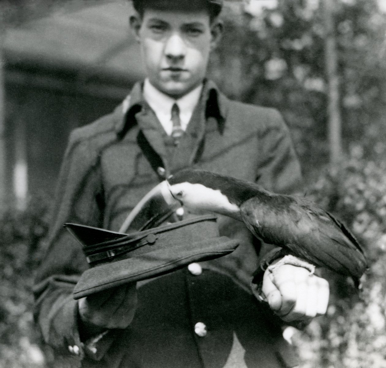 En rödnäbbad tukan drar en biljett från en hatt, hållen av djurskötaren C. Hersey, London Zoo, 1923 (svart foto). av Frederick William Bond