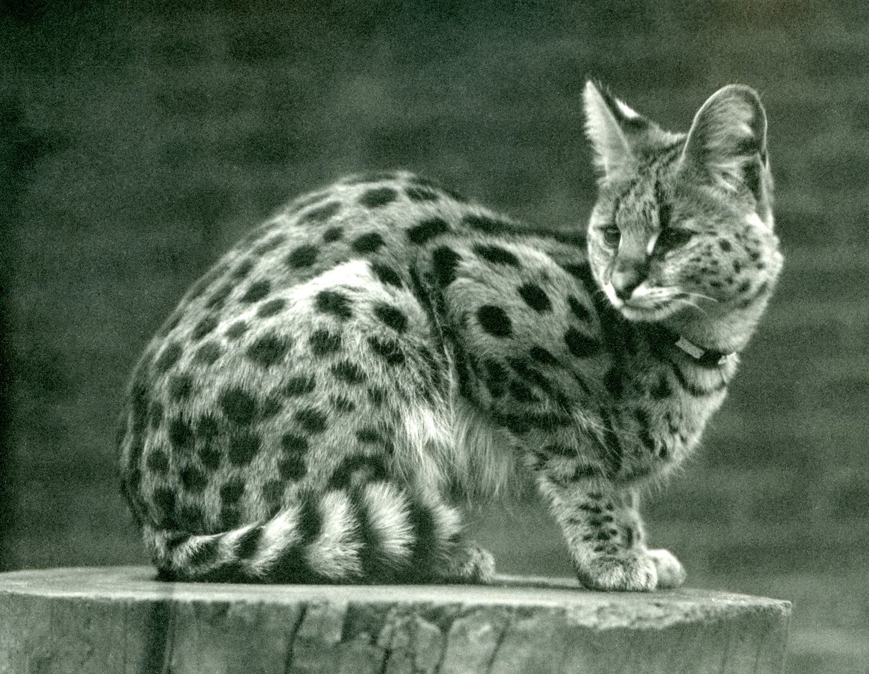 En serval på London Zoo, 1923 (svart foto) av Frederick William Bond
