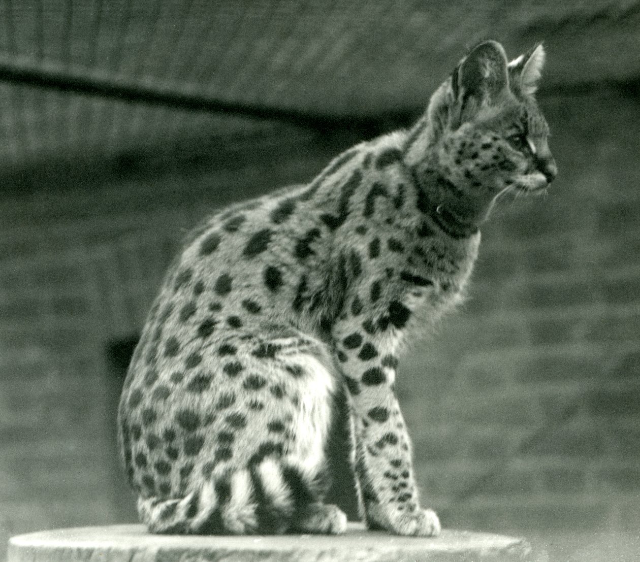 En serval på London Zoo, 1923 (svart foto) av Frederick William Bond