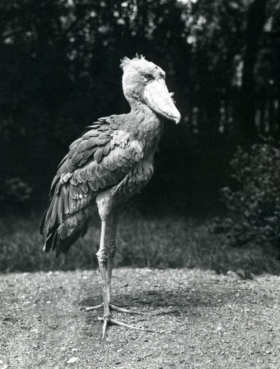 En skobill eller valhuvudstork i London Zoo, juni 1914. av Frederick William Bond