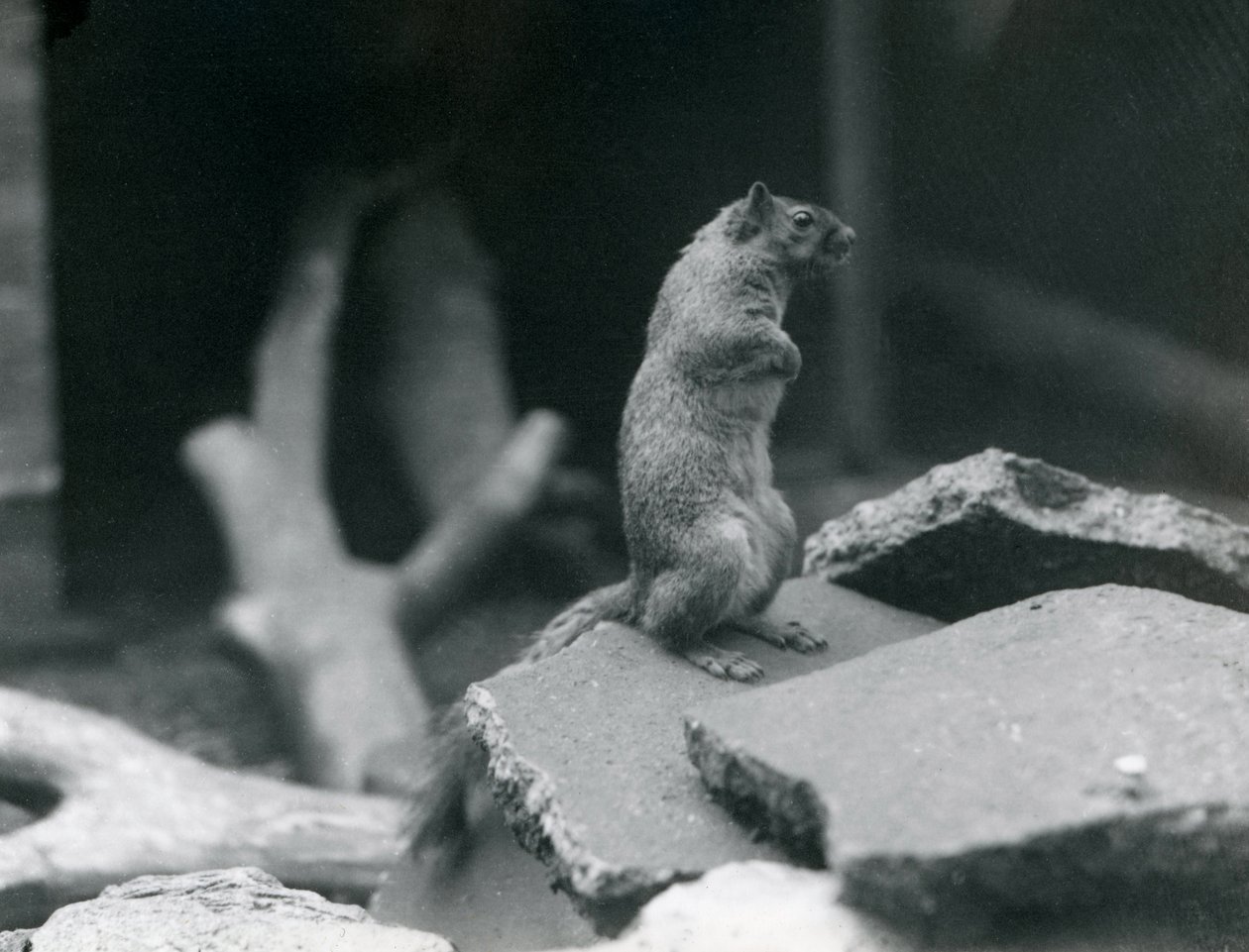 En vulpin eller rävekorre uppflugen på stenar i London Zoo. augusti 1916. av Frederick William Bond