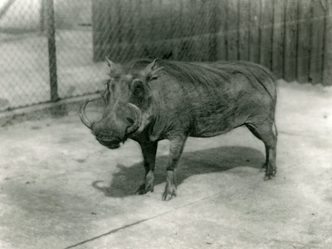 Ett vårtsvin, London Zoo, 1923 (svart foto) av Frederick William Bond