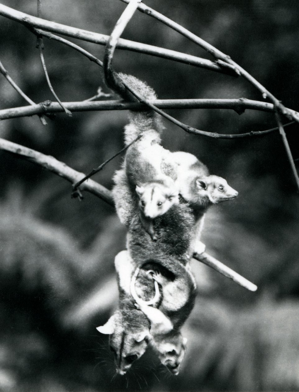 En ullig opossum, med sina tre ungar som klamrar sig fast vid henne, hänger från en gren med hjälp av sin prehensila svans, London Zoo, september 1913. av Frederick William Bond