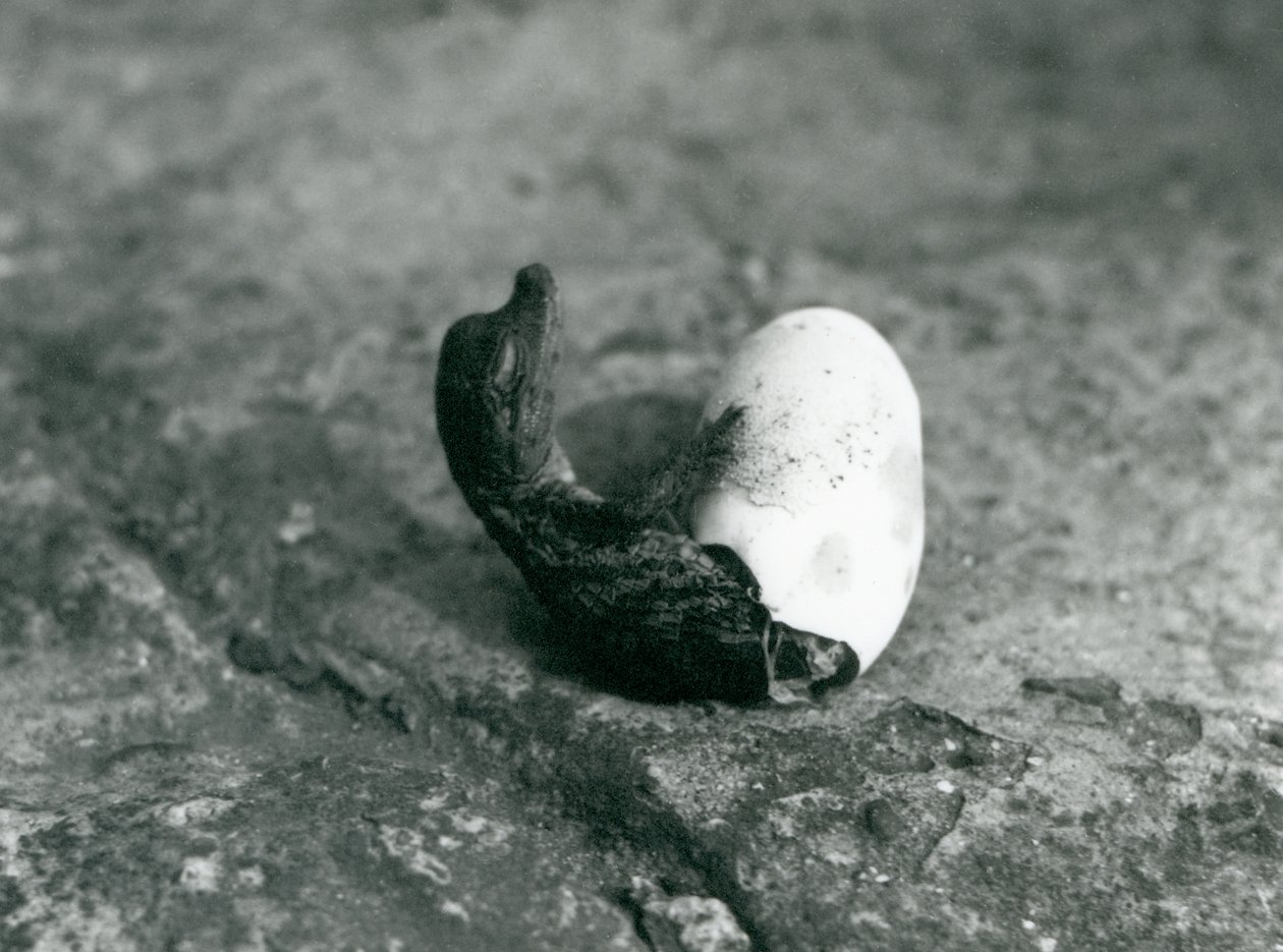 En amerikansk alligator som kommer ut ur sitt ägg, London Zoo, 1922 (bw-foto) av Frederick William Bond