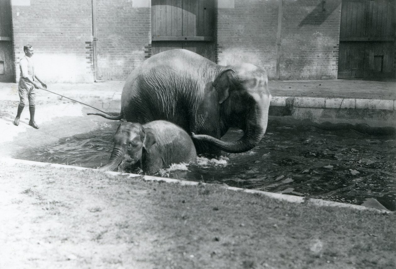 En asiatisk elefantunge och den vuxna honan Lukhi badar i sin bassäng, med sin tränare vid sidan av bassängen, 1923 (svartvitt foto) av Frederick William Bond