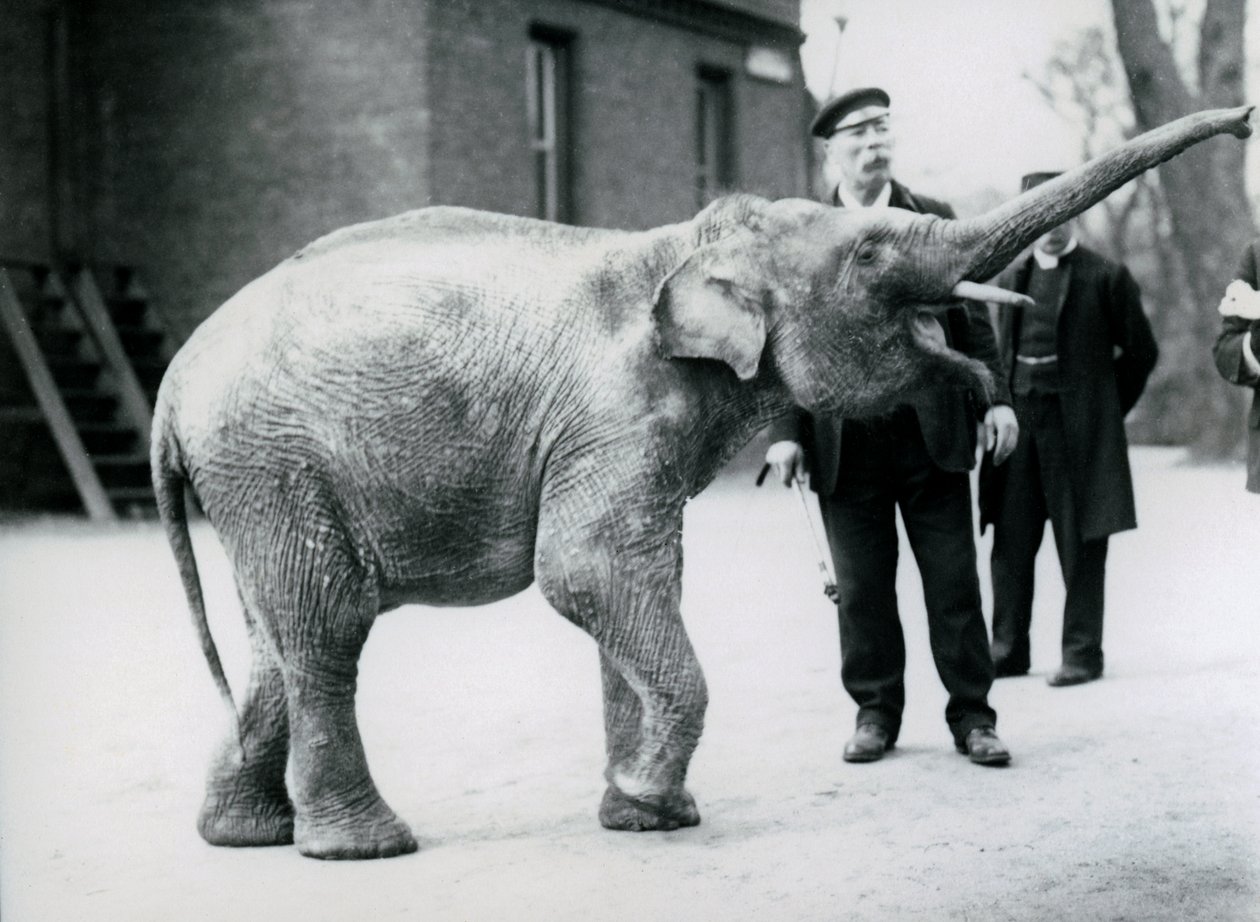 En asiatisk elefant som höjer sin snabel mot en målvakt medan andra djurvakter tittar på av Frederick William Bond