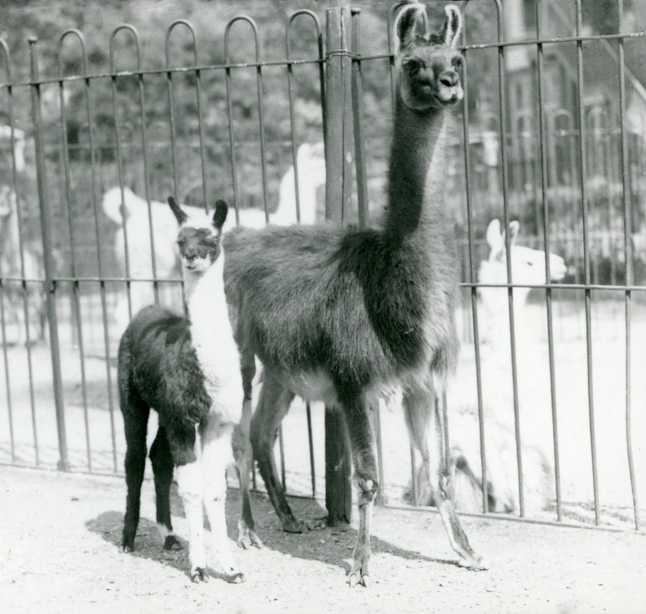 En lama eller kria med sin mamma i London Zoo, augusti 1923 (svartvitt foto) av Frederick William Bond