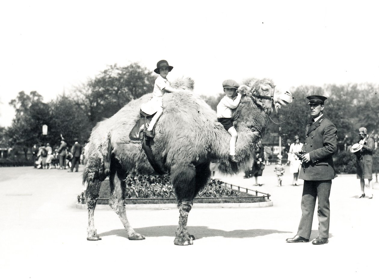 En kameltur på ZSL London Zoo, september 1928 av Frederick William Bond