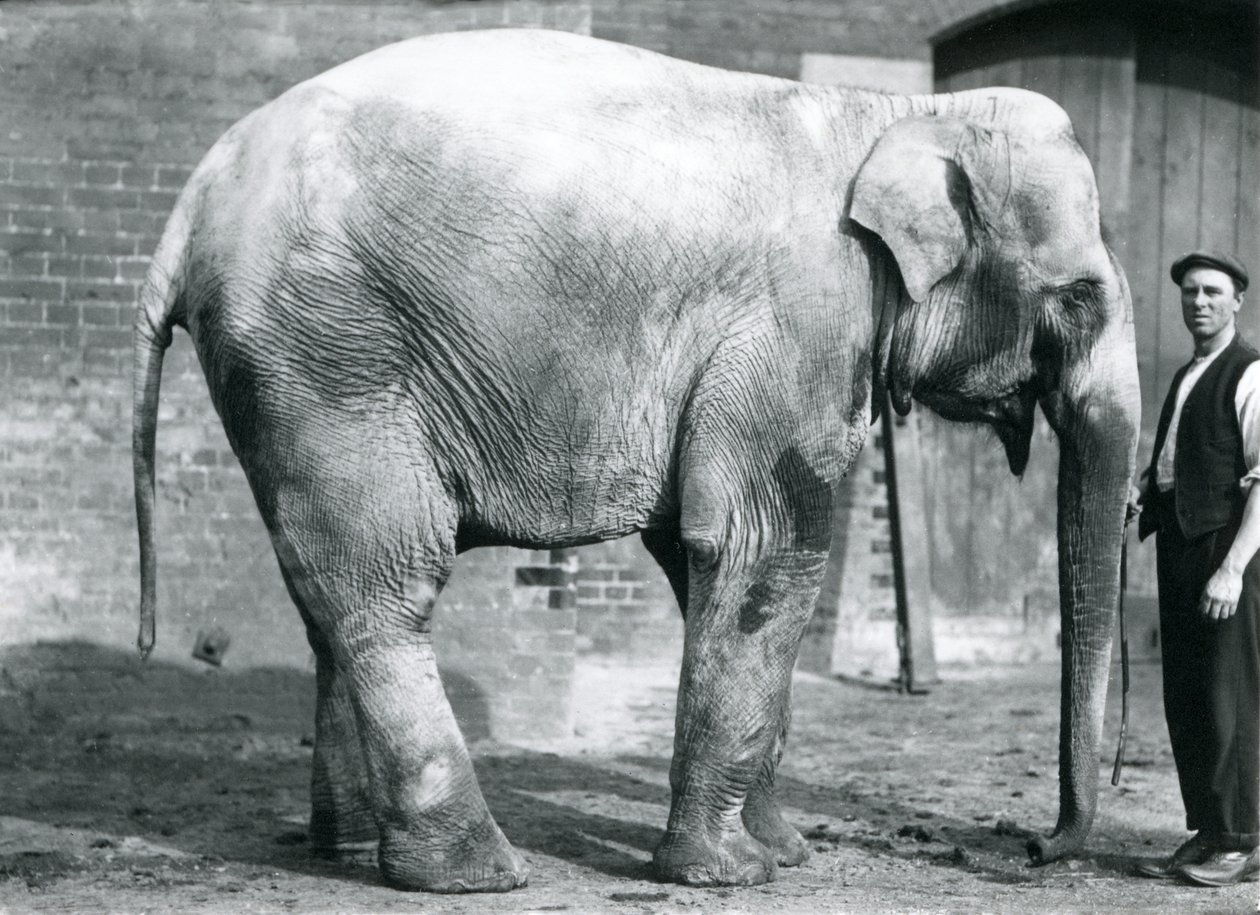 En kvinnlig indisk elefant "Nellie", med djurhållaren Waterson på London Zoo, april 1914 av Frederick William Bond