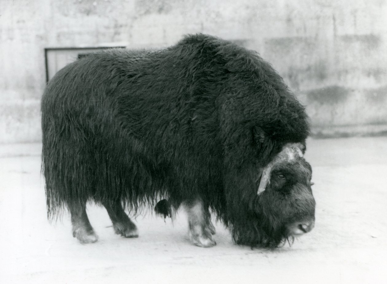 En muskoxehona i London Zoo, april 1923 (svart foto) av Frederick William Bond