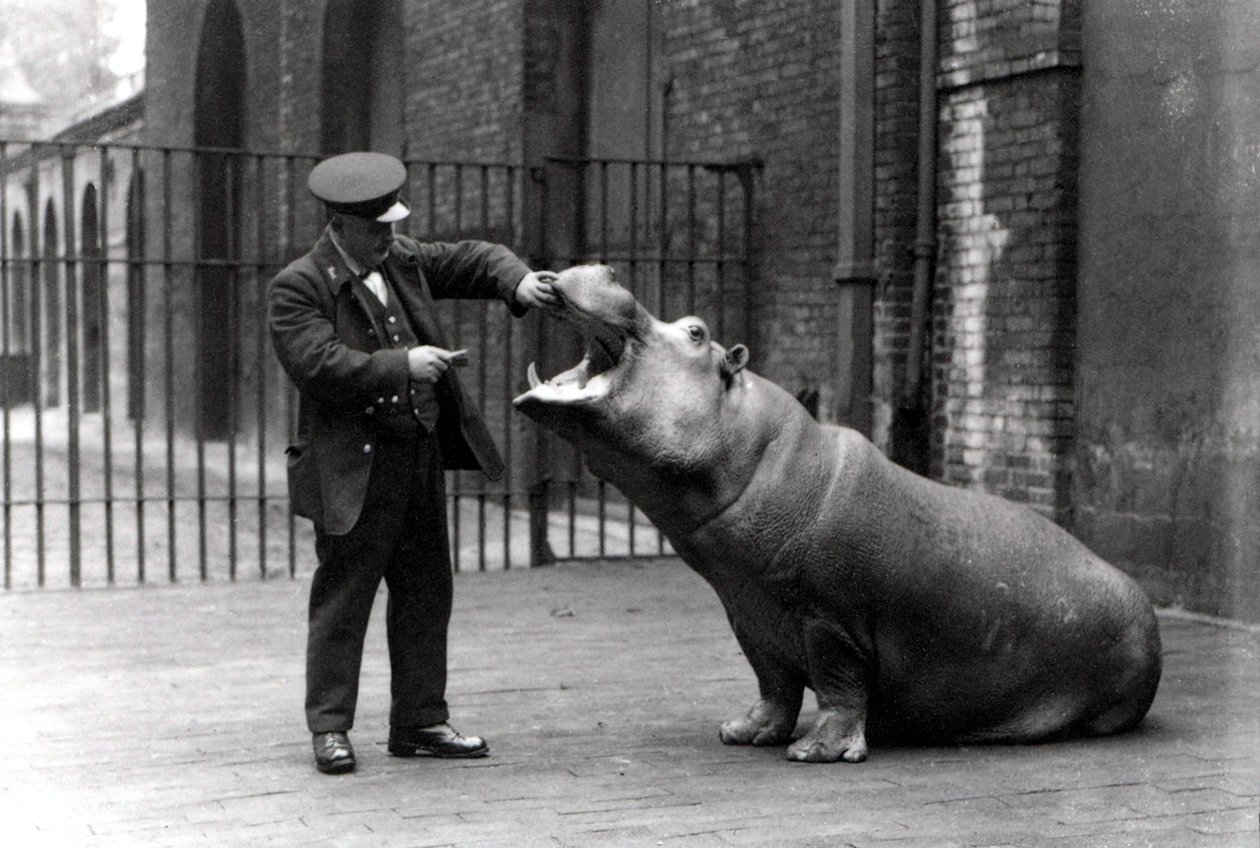 En målvakt, Ernie Bowman, och flodhästen Bobbie på London Zoo, 1923 av Frederick William Bond