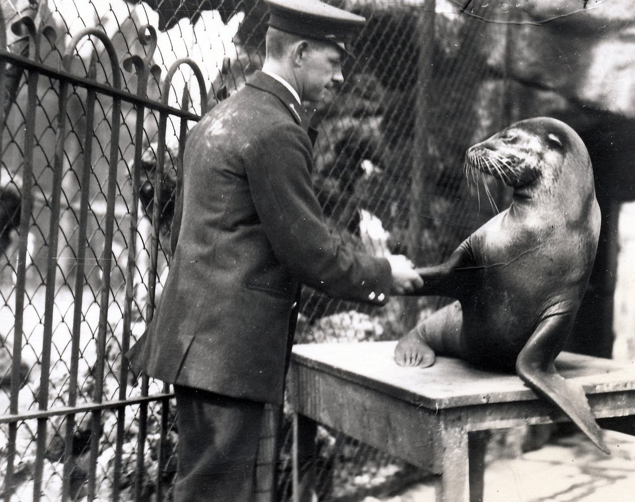 En djurhållare och sjölejon skakar hand 1931 av Frederick William Bond
