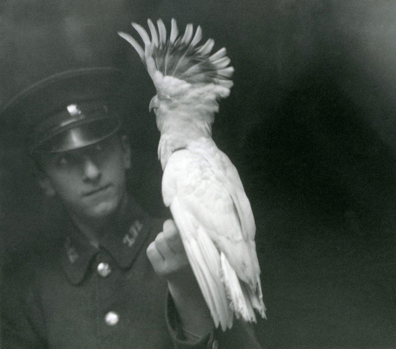 En djurhållare håller en ung kakadua på London Zoo, september 1921 av Frederick William Bond