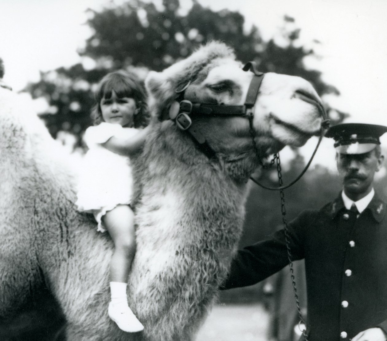 En djurskötare med en baktrisk kamel som ger en ung flicka en åktur på dess hals, London Zoo, september 1922 (svartvitt foto). av Frederick William Bond