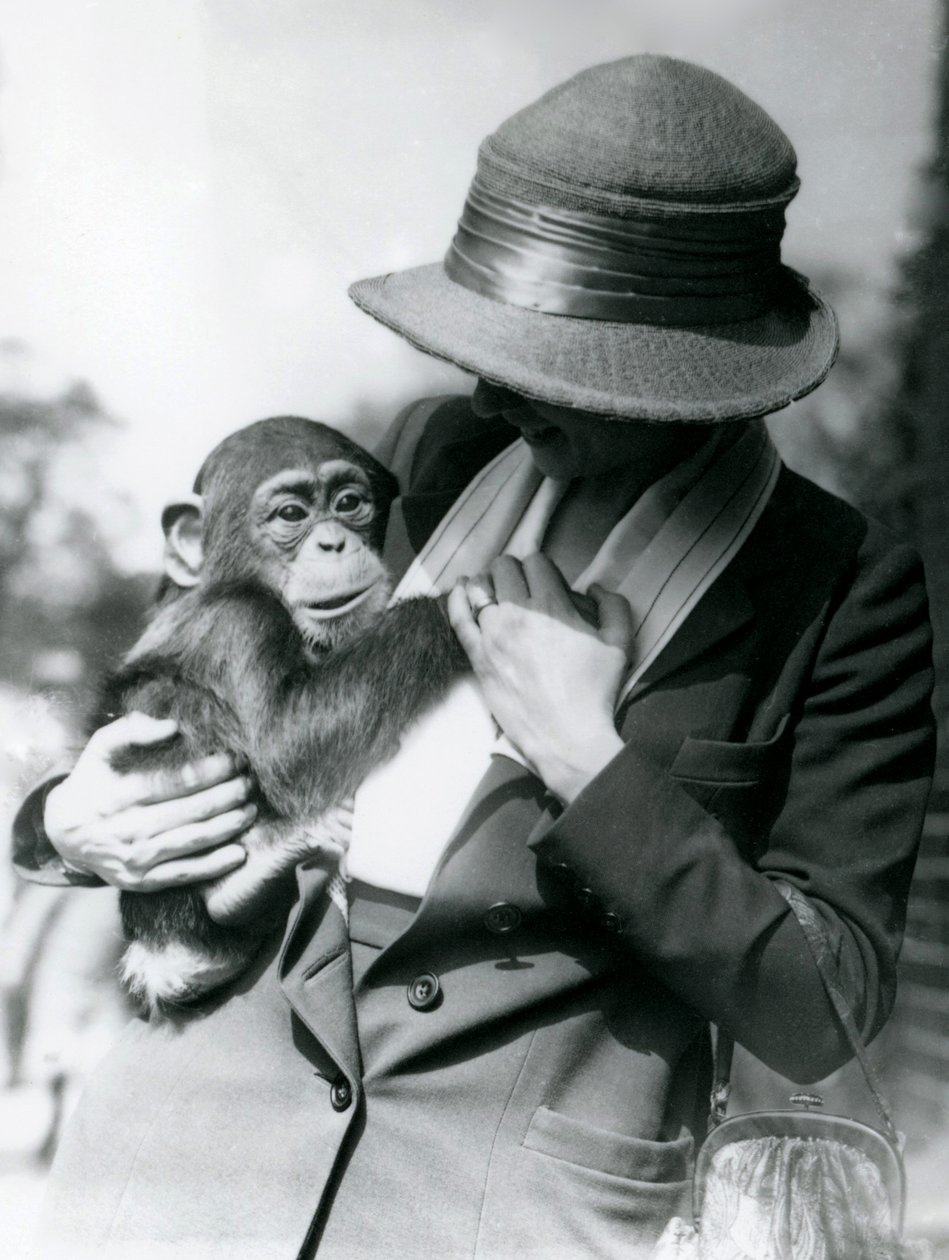 En dam håller en ung schimpans på London Zoo, juni 1922 av Frederick William Bond