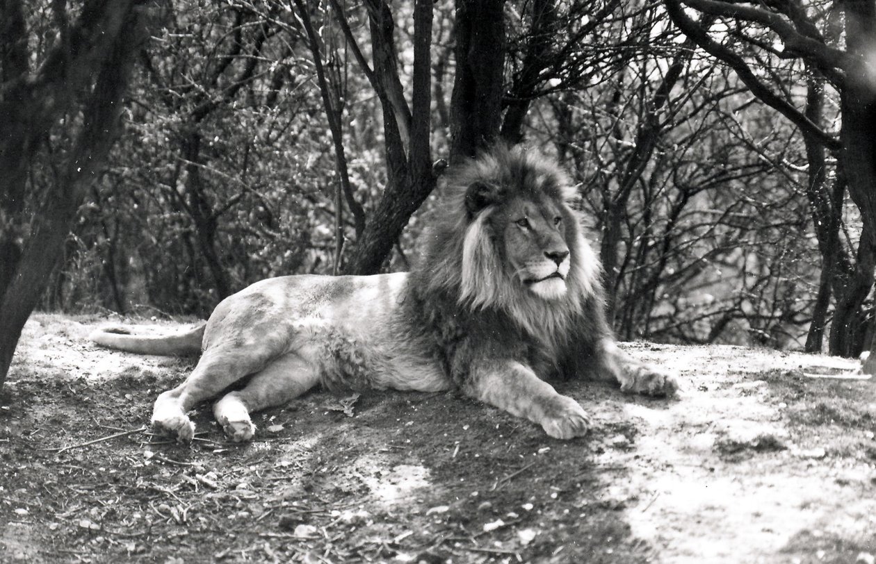 Ett liggande lejon fotograferat i Whipsnade Zoo, 1935 av Frederick William Bond