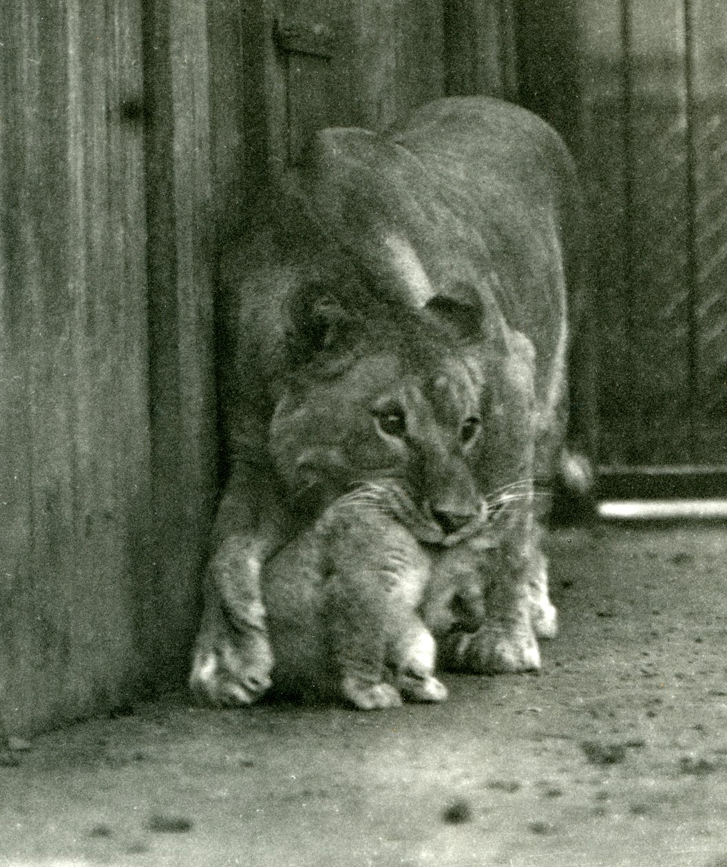 En lejoninna på väg att lyfta sin unge, som hade fötts i menageriet, i nacken, London Zoo, oktober 1923 (bw-foto) av Frederick William Bond