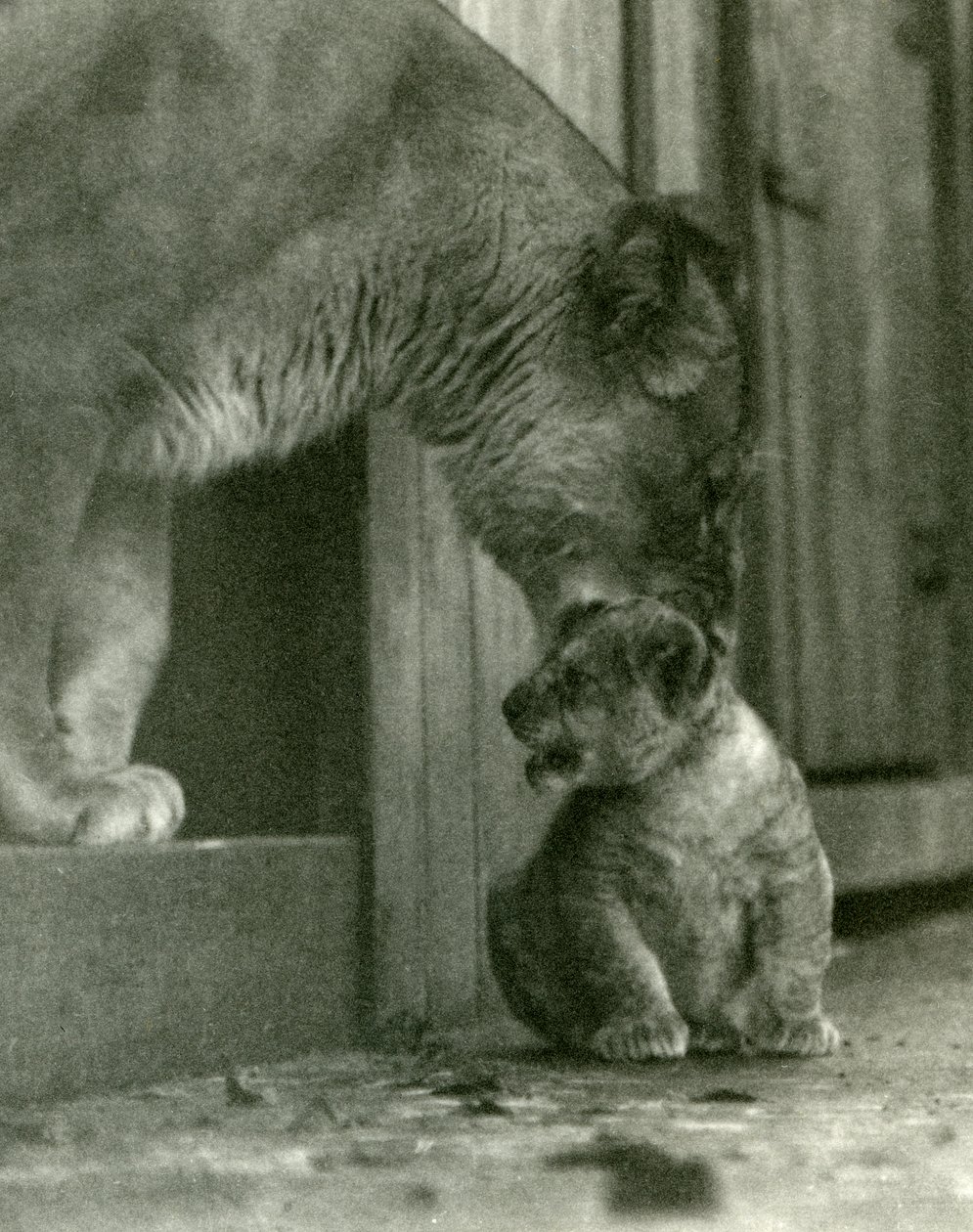 En lejoninna på väg att lyfta sin unge, som hade fötts i menageriet, i nacken, London Zoo, oktober 1923 (bw-foto) av Frederick William Bond