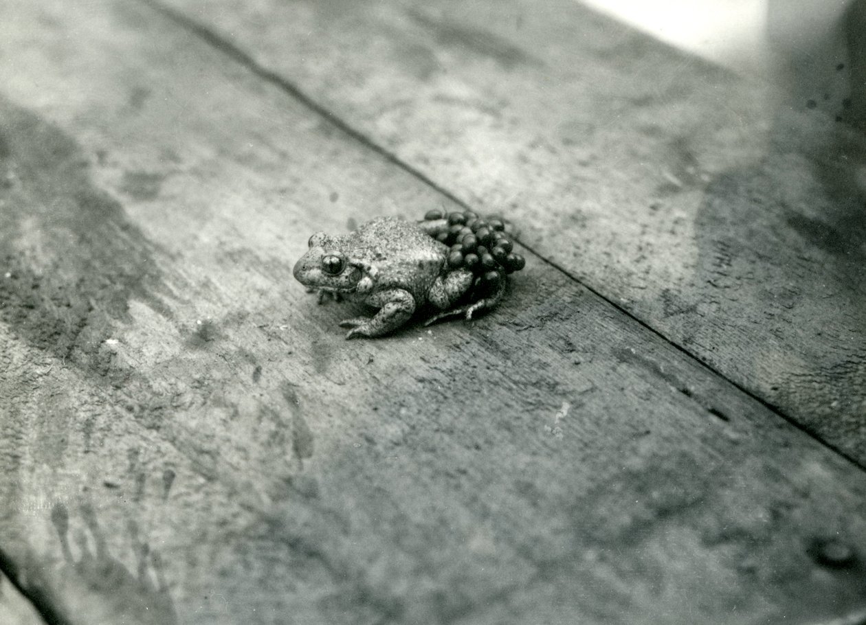 En barnmorskepadda som bär befruktade ägg på ryggen, London Zoo, september 1921 av Frederick William Bond