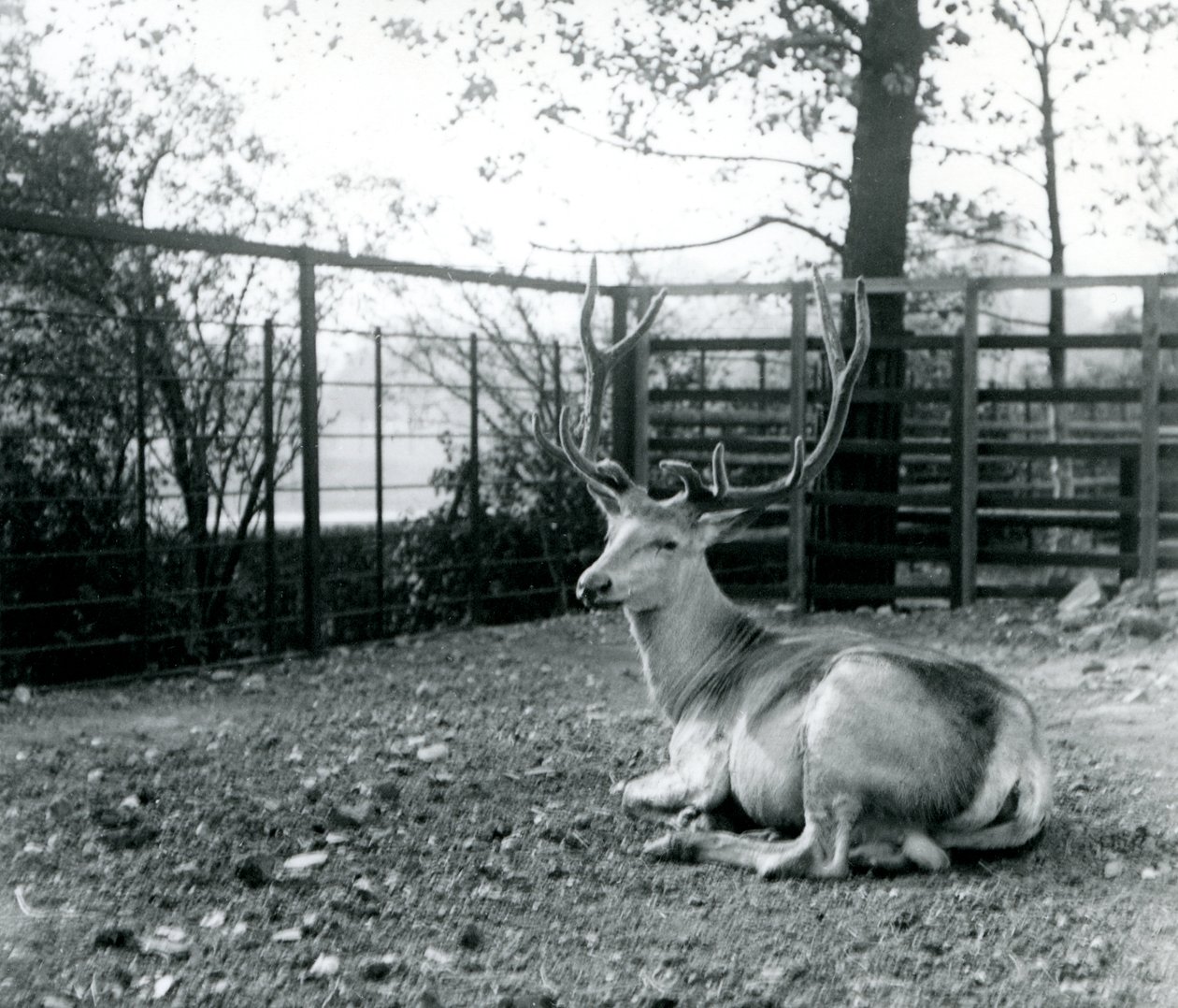En mogen Wallichs hjorthjort, även känd som shou, centralasiatisk eller tibetansk kronhjort, som sitter på London Zoo, september 1913 av Frederick William Bond