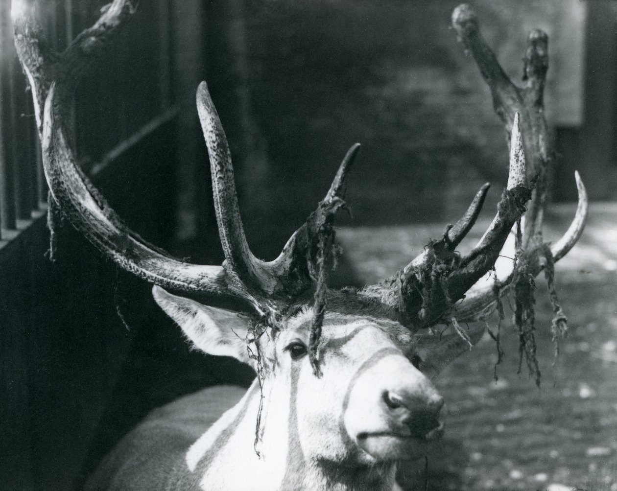 En mogen Wallichs hjorthjort som fäller sammet på London Zoo, oktober 1922 av Frederick William Bond