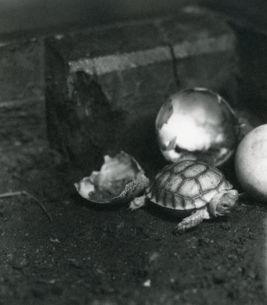 En nykläckt sköldpadda med räfflade eller afrikansk sporrad i London Zoo, juli 1922 av Frederick William Bond