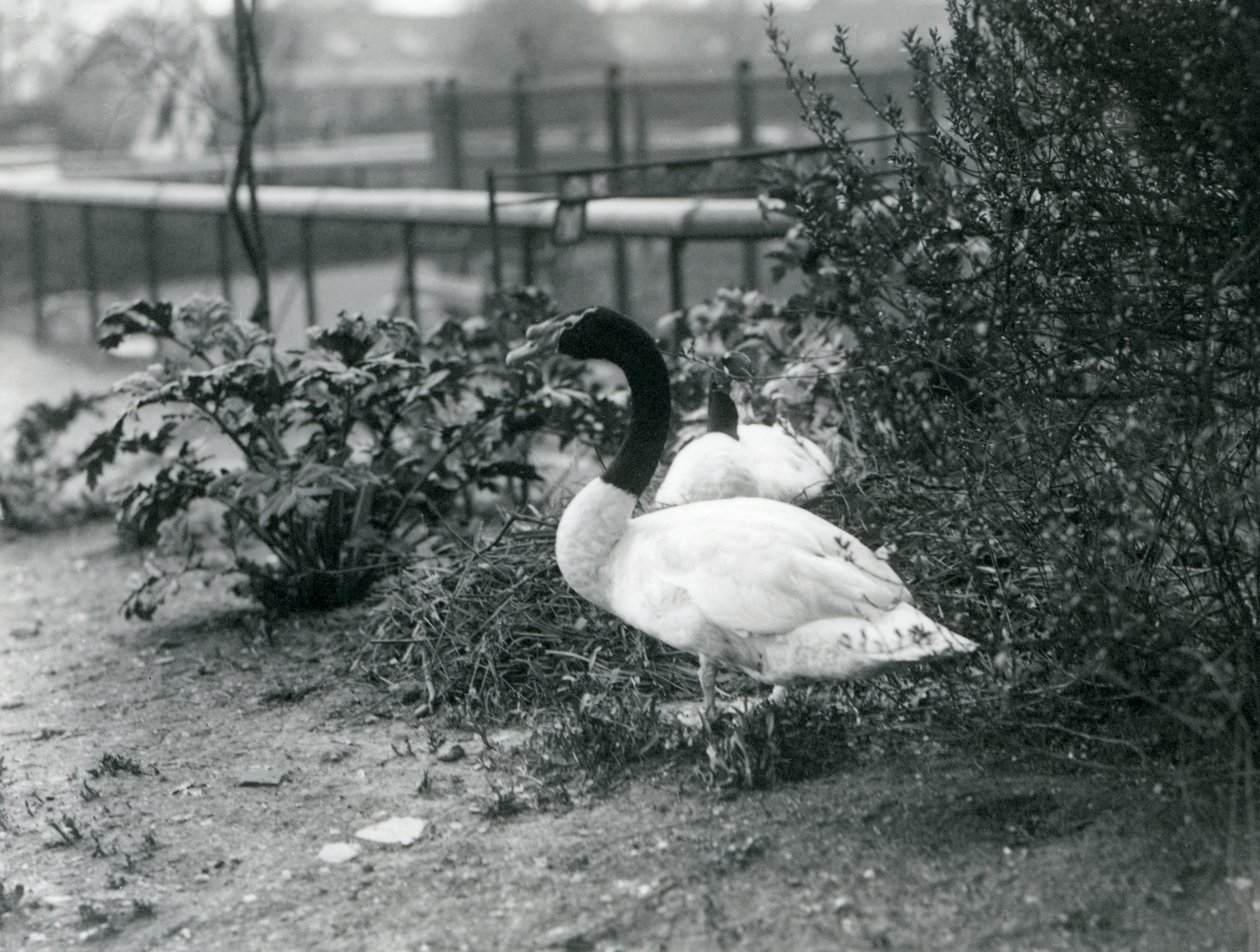 Ett par svarthalsade svanar häckar i London Zoo, april 1923 (svartvitt foto). av Frederick William Bond