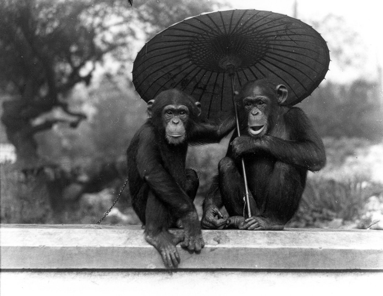 Ett par schimpanser på ZSL London Zoo, 1931 av Frederick William Bond