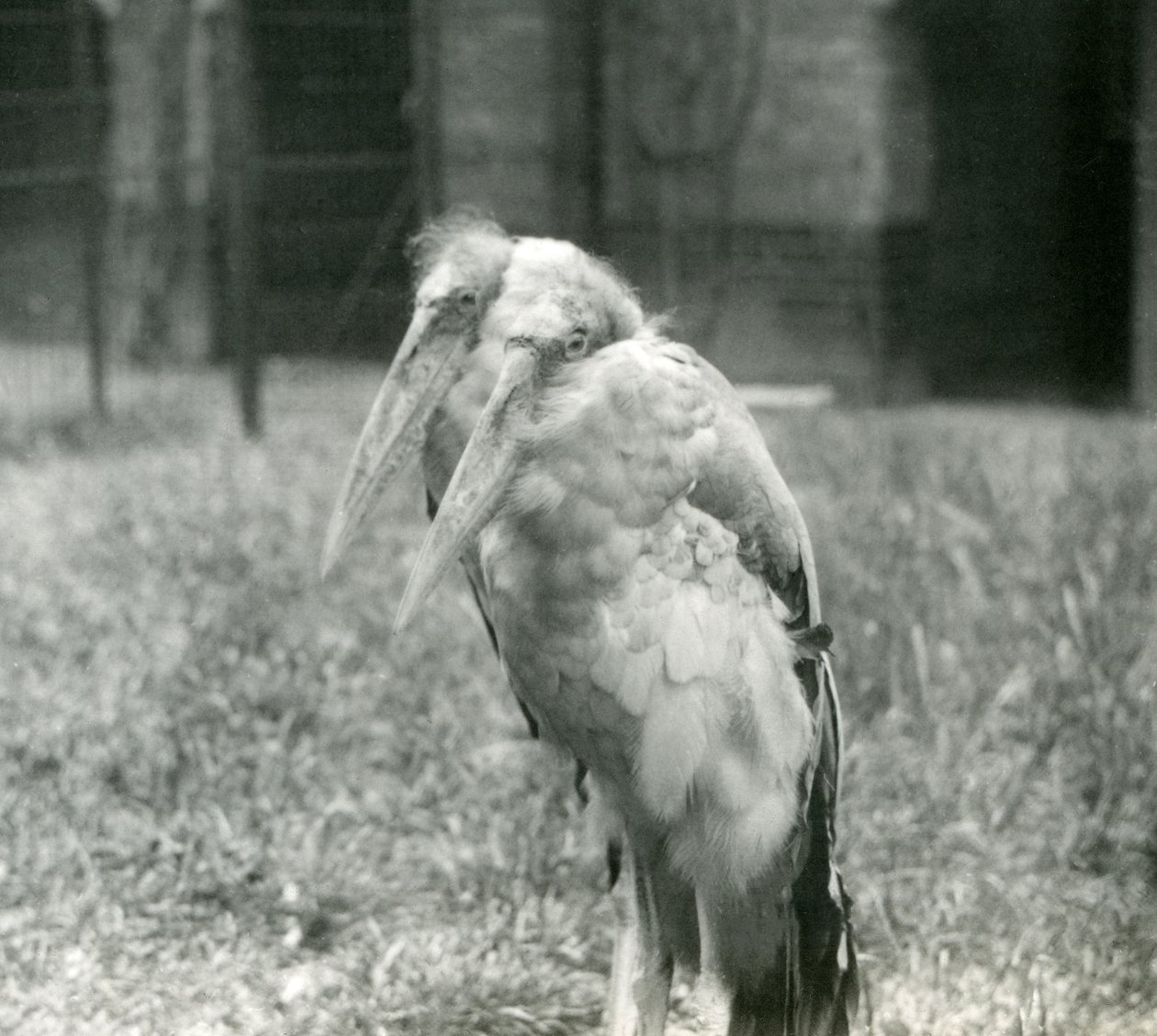 Ett par GreaterIndian Adjutant Storks vid London Zoo, september 1923 (bw foto) av Frederick William Bond