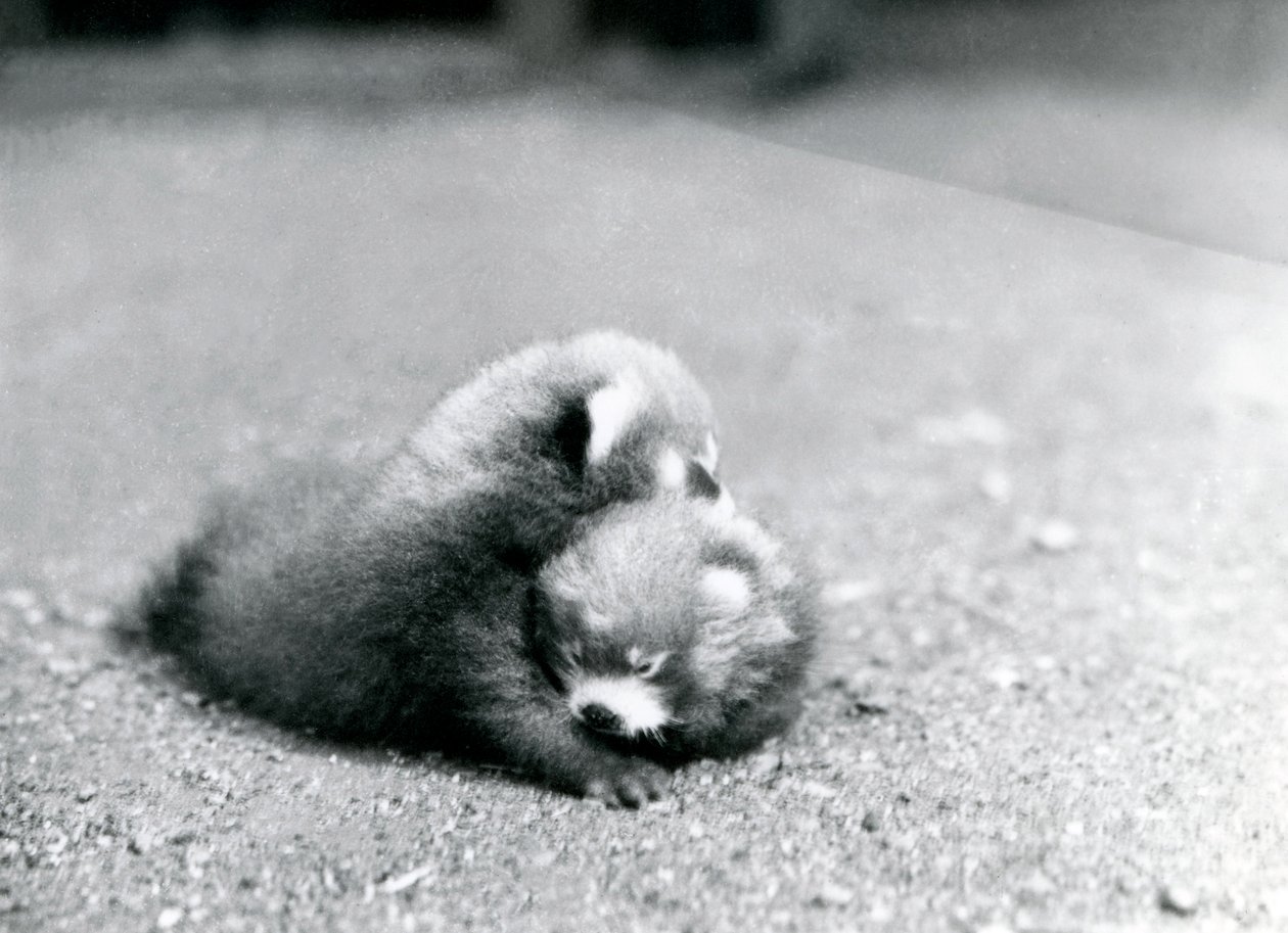 Ett par babyer av röda pandor på London Zoo, 1919 av Frederick William Bond
